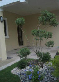 Front garden