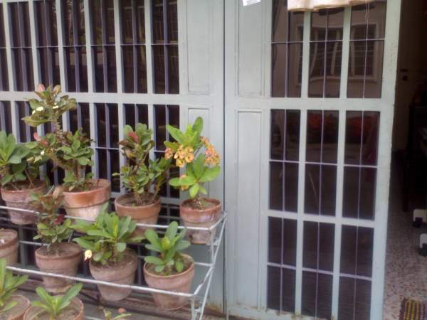 Potted plants in front of townhouse